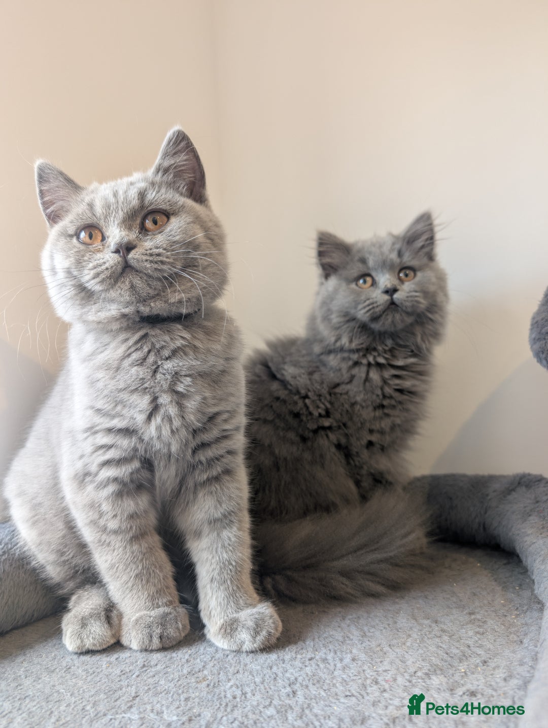 British Shorthair cats for sale: Reduced British Shorthair kittens Ready  - Image 3