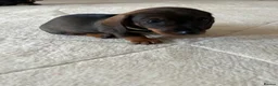 Miniature Dachshund dogs for sale: RKC Registered Miniature Wire - Haired Puppies  - Advert 8