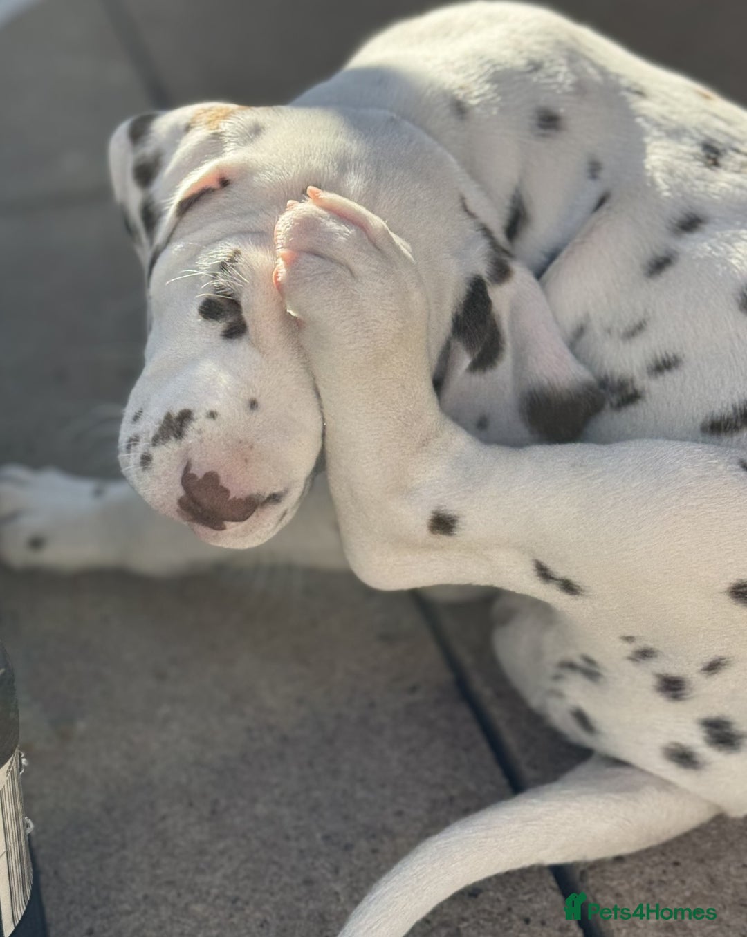 Dalmatian dogs for sale: Tamilanda Dalmatian's - Advert 15
