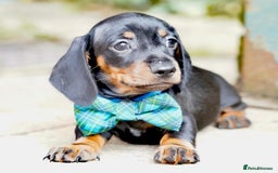 Miniature Dachshund dogs for sale: MINIATURE DACHSHUND PUPPIES PRA CLEAR - Image 2