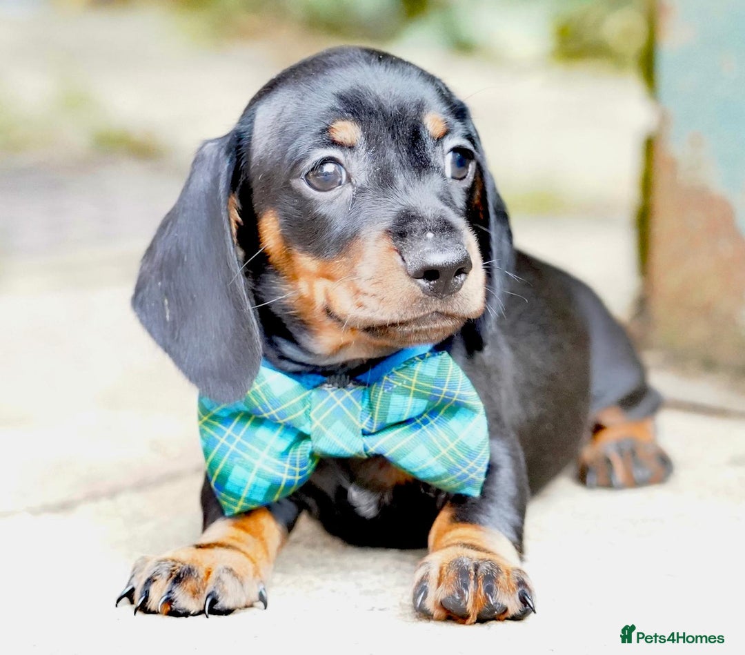 Miniature Dachshund dogs for sale: MINIATURE DACHSHUND PUPPIES PRA CLEAR - Image 2