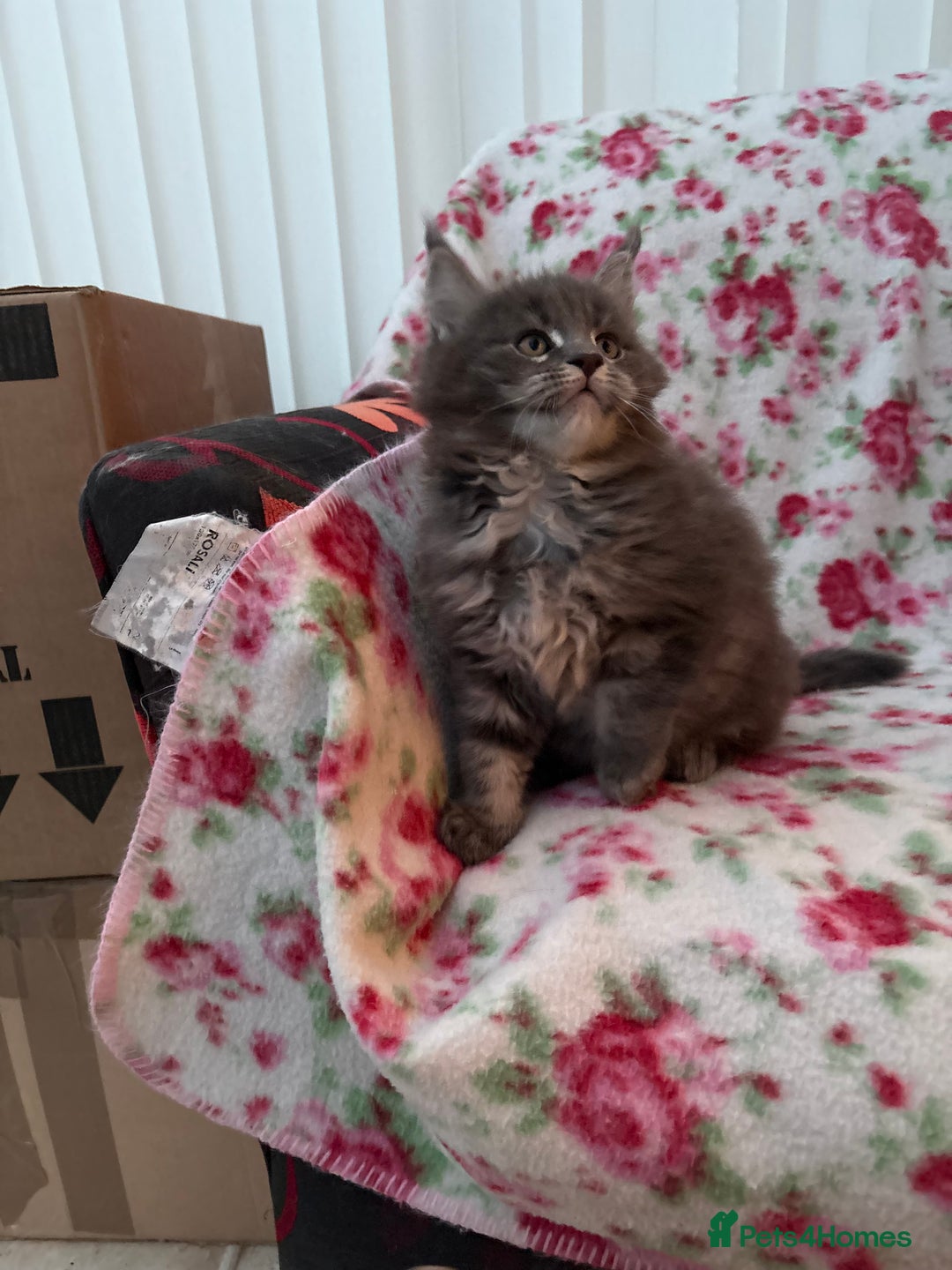 Maine Coon cats for sale: Maine Coon kittens  - Advert 3