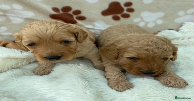Cavapoo dogs - Advert 16