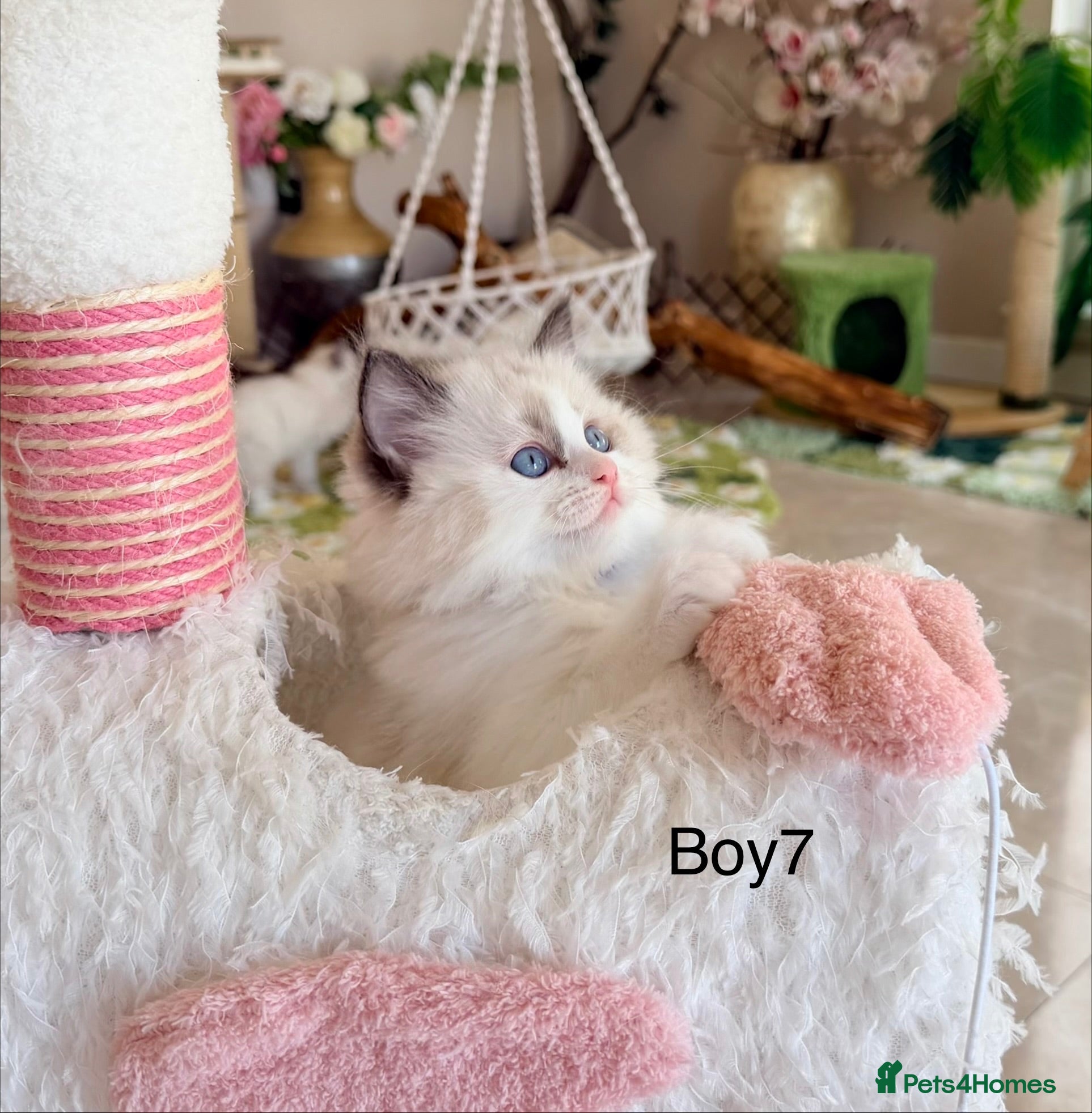 Ragdoll cats Champion pedigree Chucky Ragdoll babies  - Advert 2