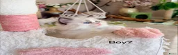 Ragdoll cats for sale: Stunning Champion bloodline TICA Ragdoll kittens - Advert 3