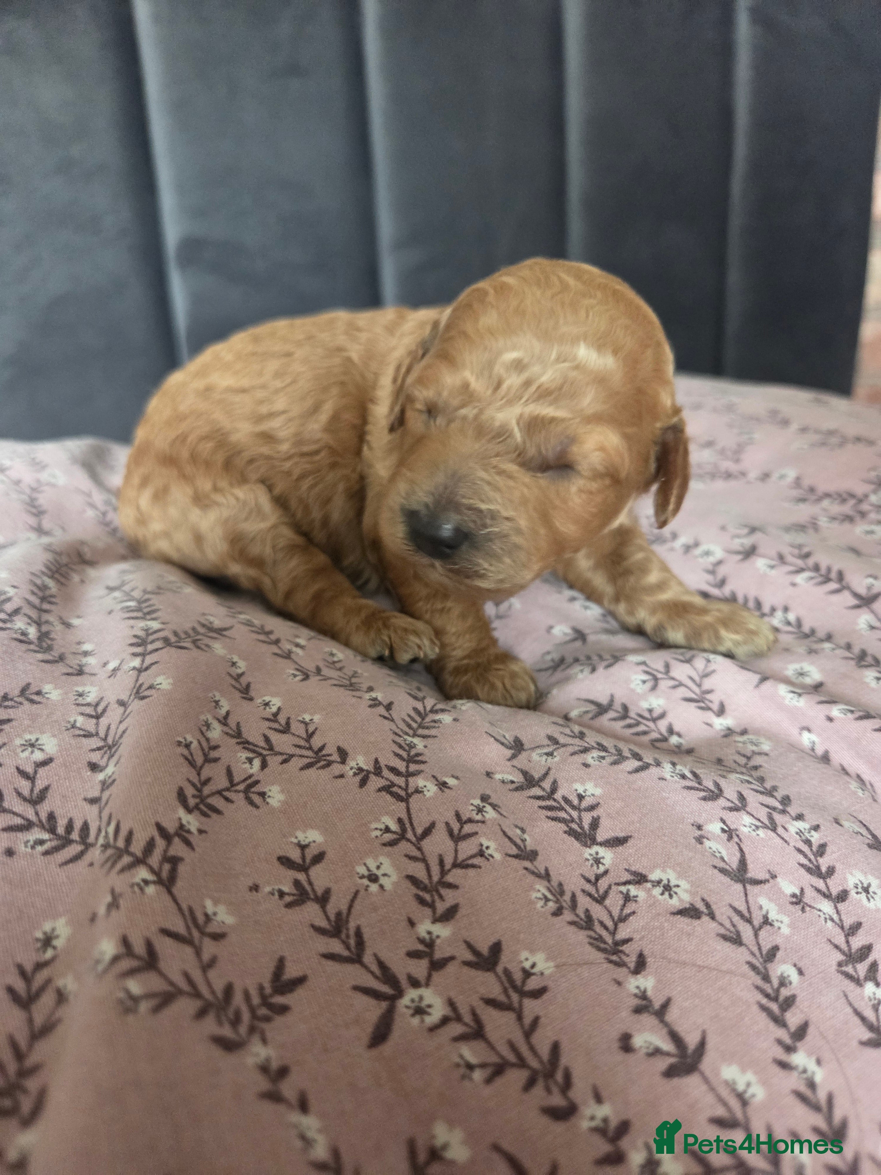 Toy Poodle dogs Beautiful KC Registered Toy Poodle Puppies - Advert 2