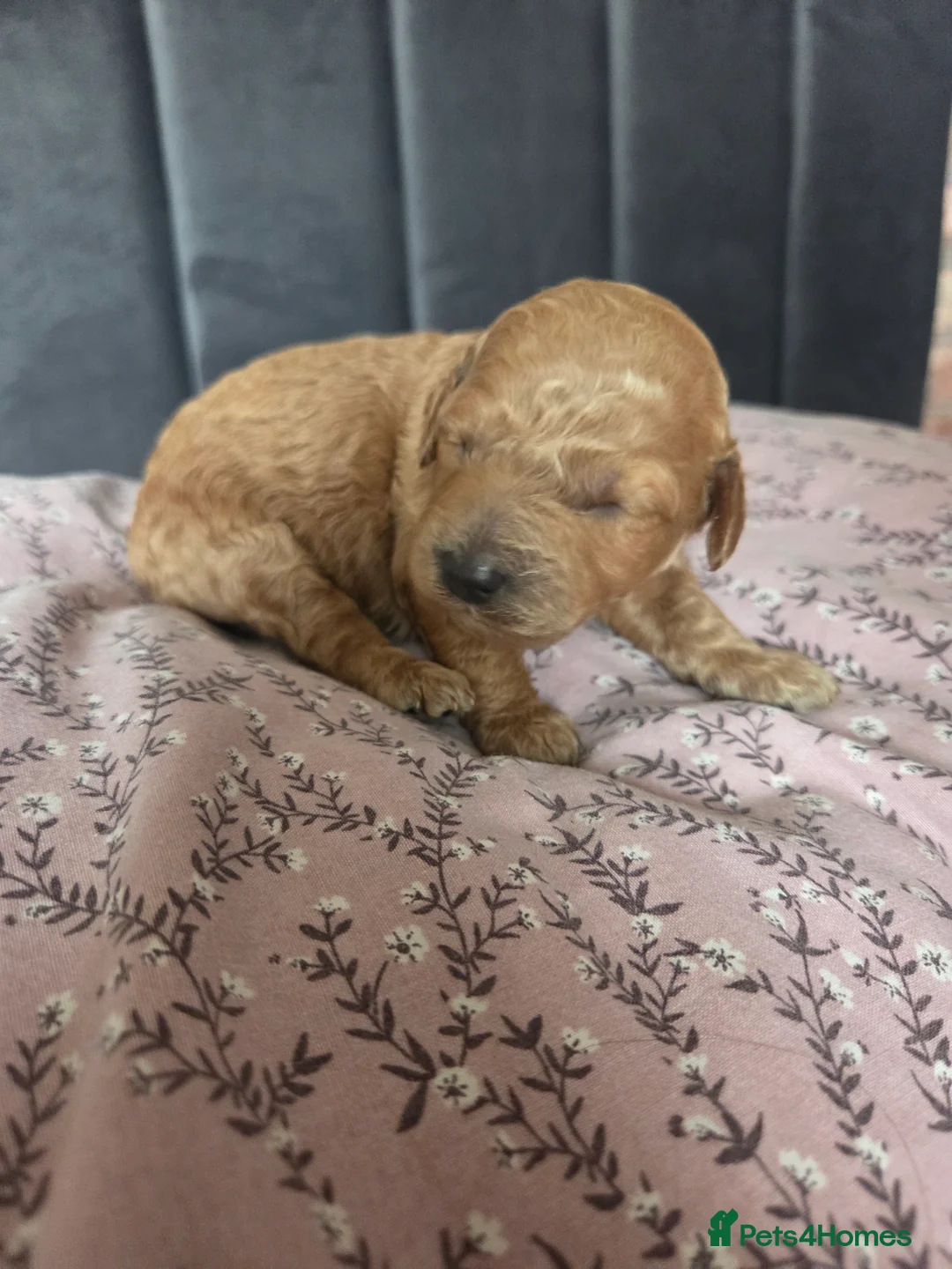 Toy Poodle dogs for sale: Beautiful KC Registered Toy Poodle Puppies - Advert 2