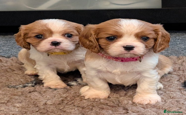 Cavalier King Charles Spaniel dogs - Advert 2