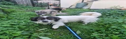 Mixed Breed dogs for adoption: Rocky - Swaffham Norfolk  in Swaffham - Advert 10