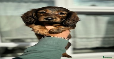 Miniature Dachshund dogs Miniature long hair dachshunds - Advert 5