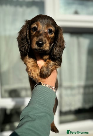 Miniature Dachshund dogs - Advert 4