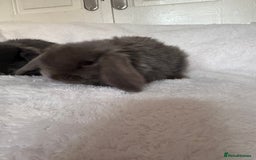 Mini Lop rabbits for sale: Beautiful little mini lop baby bunny rabbits  - Advert 2
