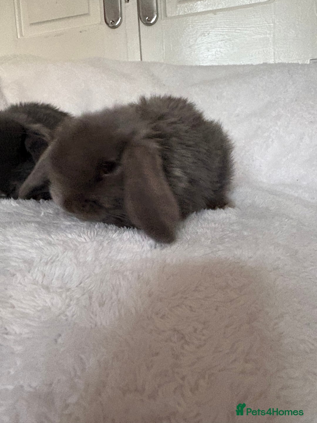 Mini Lop rabbits for sale: Beautiful little mini lop baby bunny rabbits  - Advert 2