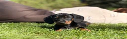 Miniature Dachshund dogs for sale: Baby Girl Mabel - Miniature Dachshund  - Advert 6