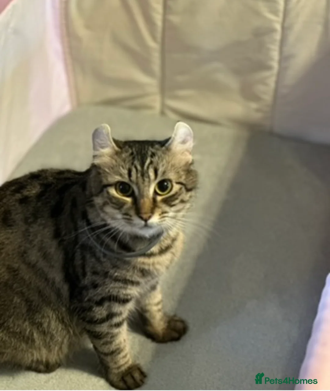Mixed Breed cats for sale: Last gorgeous girl!! Ready to leave now  - Advert 36