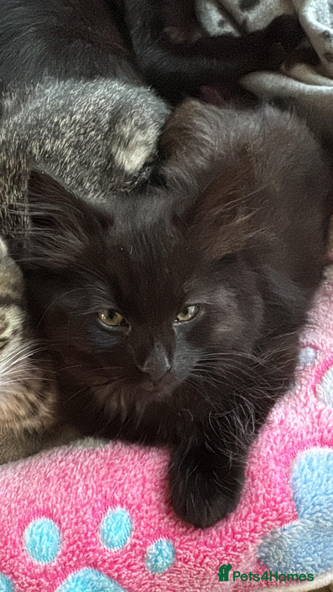 Mixed Breed cats for sale: 4 beautiful kittens ready to be rehome  - Advert 4