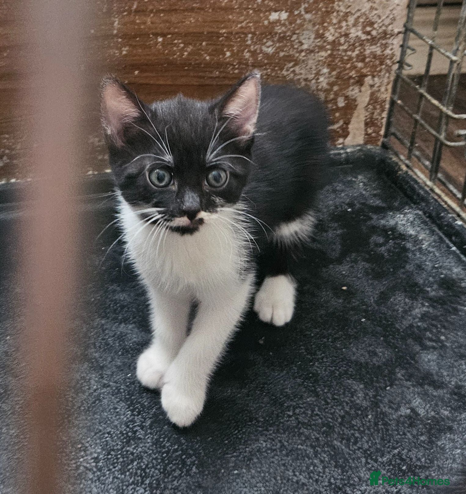 Mixed Breed cats 4 lovely kittens looking for new home 🏡  - Advert 2