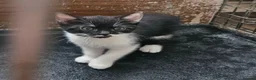 Mixed Breed cats for sale: 4 lovely kittens looking for new home 🏡  in Thetford - Advert 1