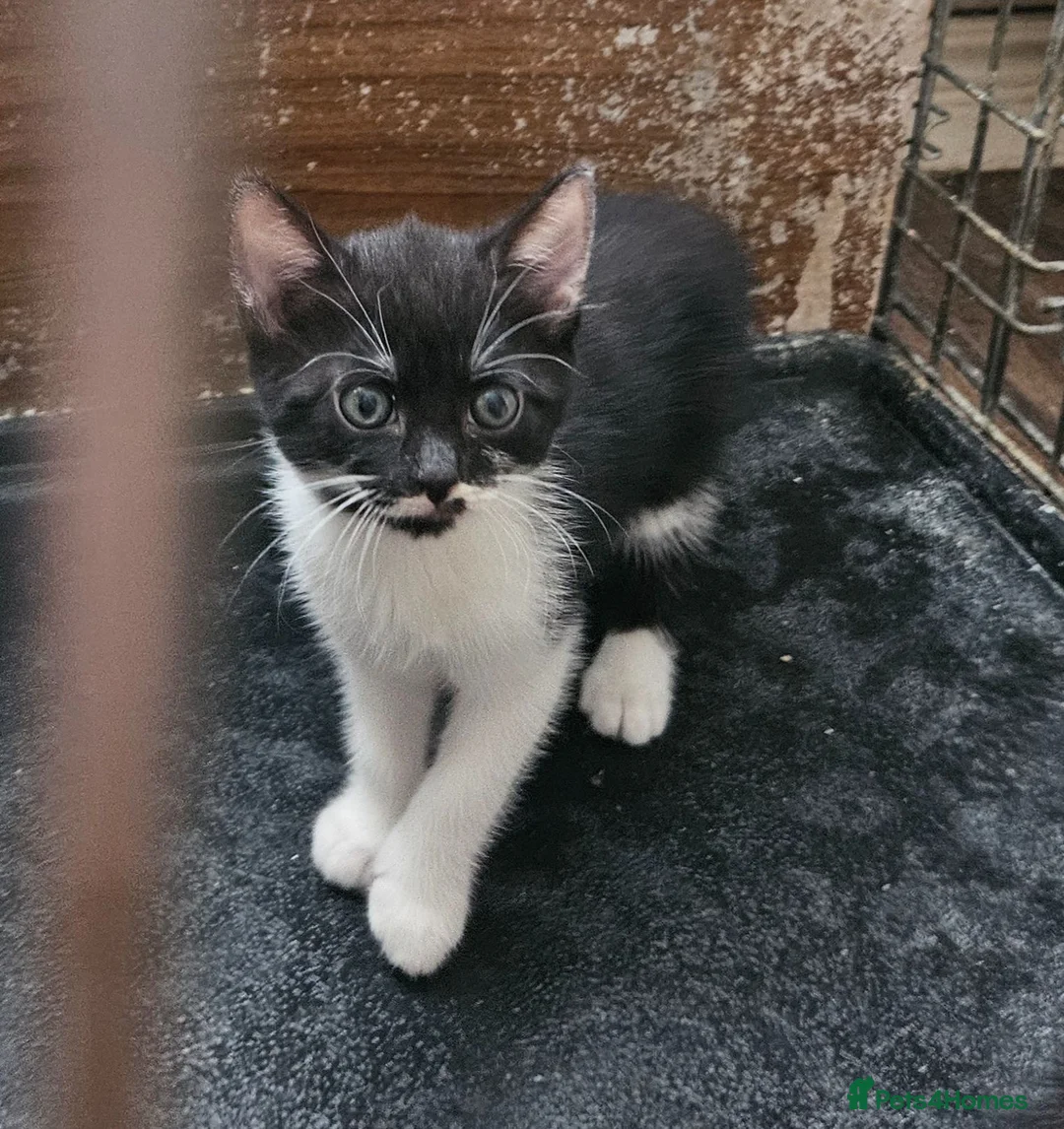 Mixed Breed cats for sale: 4 lovely kittens looking for new home 🏡  in Thetford - Advert 1