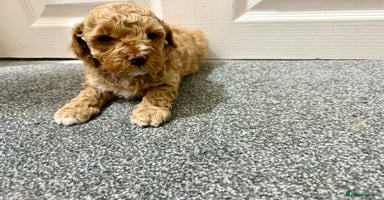 Maltipoo dogs - Advert 2