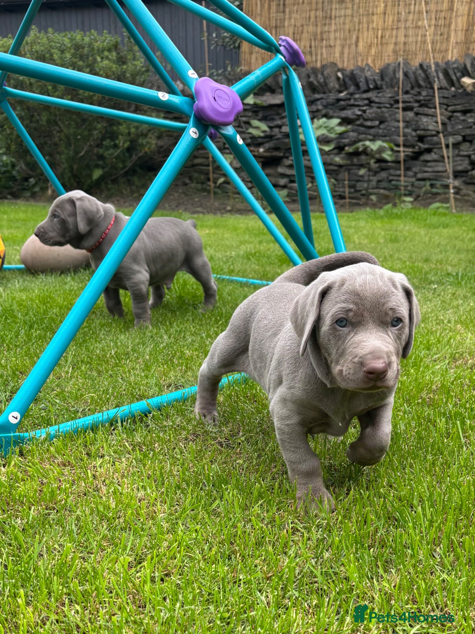 Mixed Breed dogs ADORABLE CHAMPION BLOODLINE PUPS - Advert 21