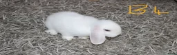 Mini Lop rabbits for sale: 5 Mini Lop / Mini Plush Babies - Advert 15