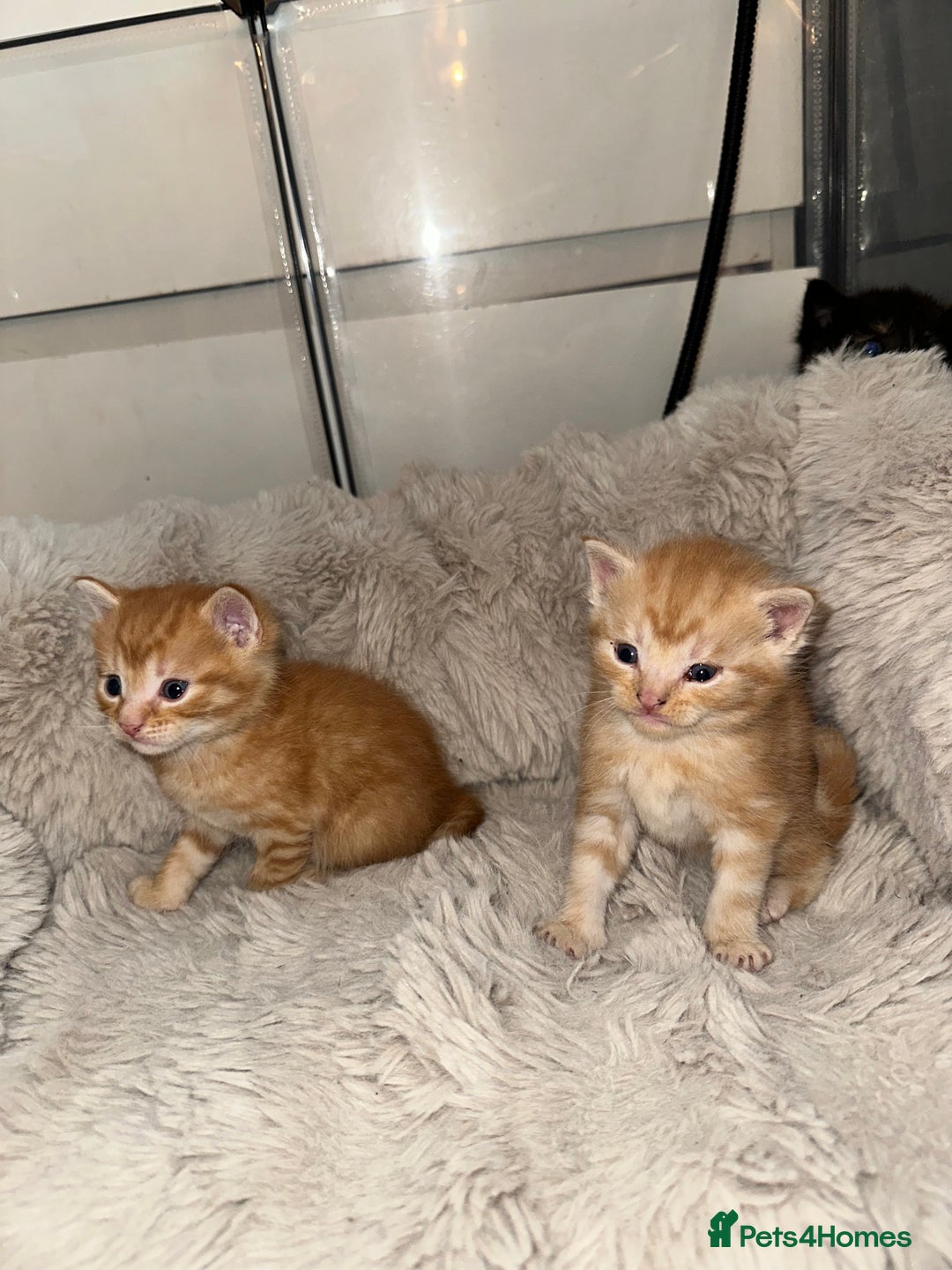 Maine Coon cats for sale: 5 MAINE COON X BABIES FOR SALE  - Advert 8