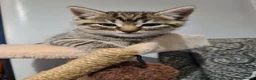 Mixed Breed cats for sale: Gorgeous kittens looking for Loving Homes - Advert 9