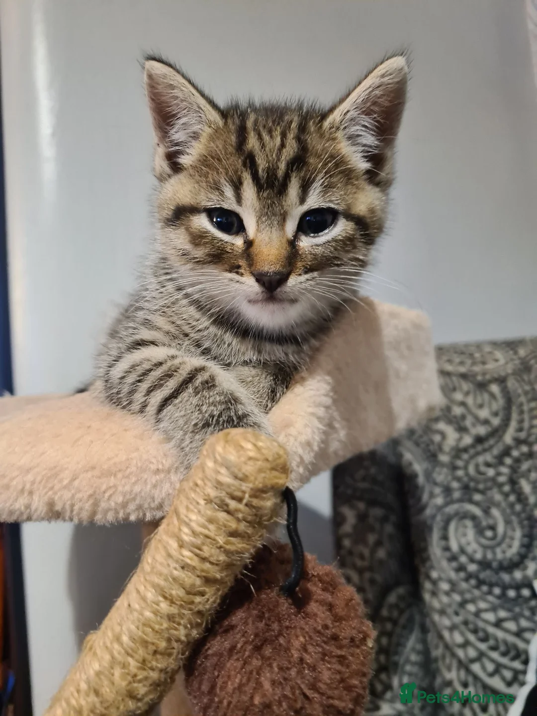 Mixed Breed cats for sale: Gorgeous kittens looking for Loving Homes - Advert 9