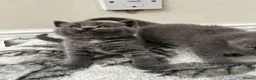 British Shorthair cats for sale: Outstanding British Shorthair kittens  - Advert 12