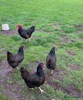 Chickens poultry - Advert 1