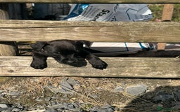 Patterdale Terrier dogs for sale: Pretty Patterdale Puppies  - Image 6
