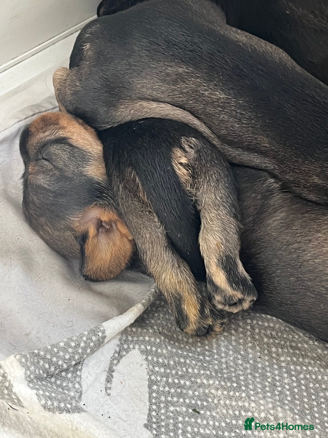 Dachshund dogs for sale: Kc Standard Wire Haired Dachshund Puppies - Image 26