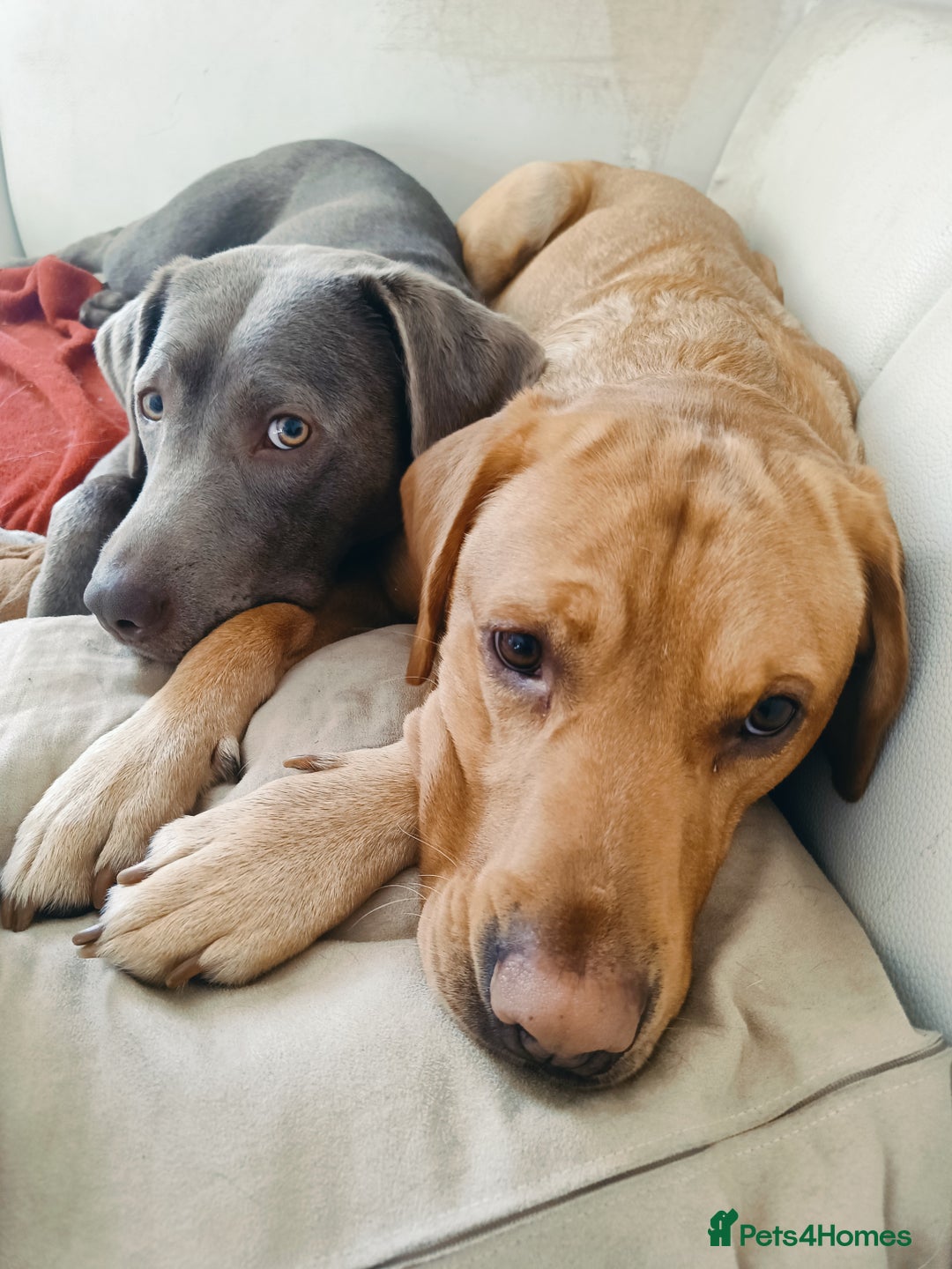 Labrador Retriever dogs for sale: Quality KC reg labs (ideal assistance/therapy dog) - Image 12