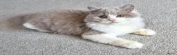 British Longhair cats for sale: Amazing loving boy  - Advert 10