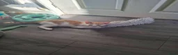 Domestic Shorthair cats for adoption: Gorgeous 14 week old kittens for adoption ❤️💜 - Advert 5
