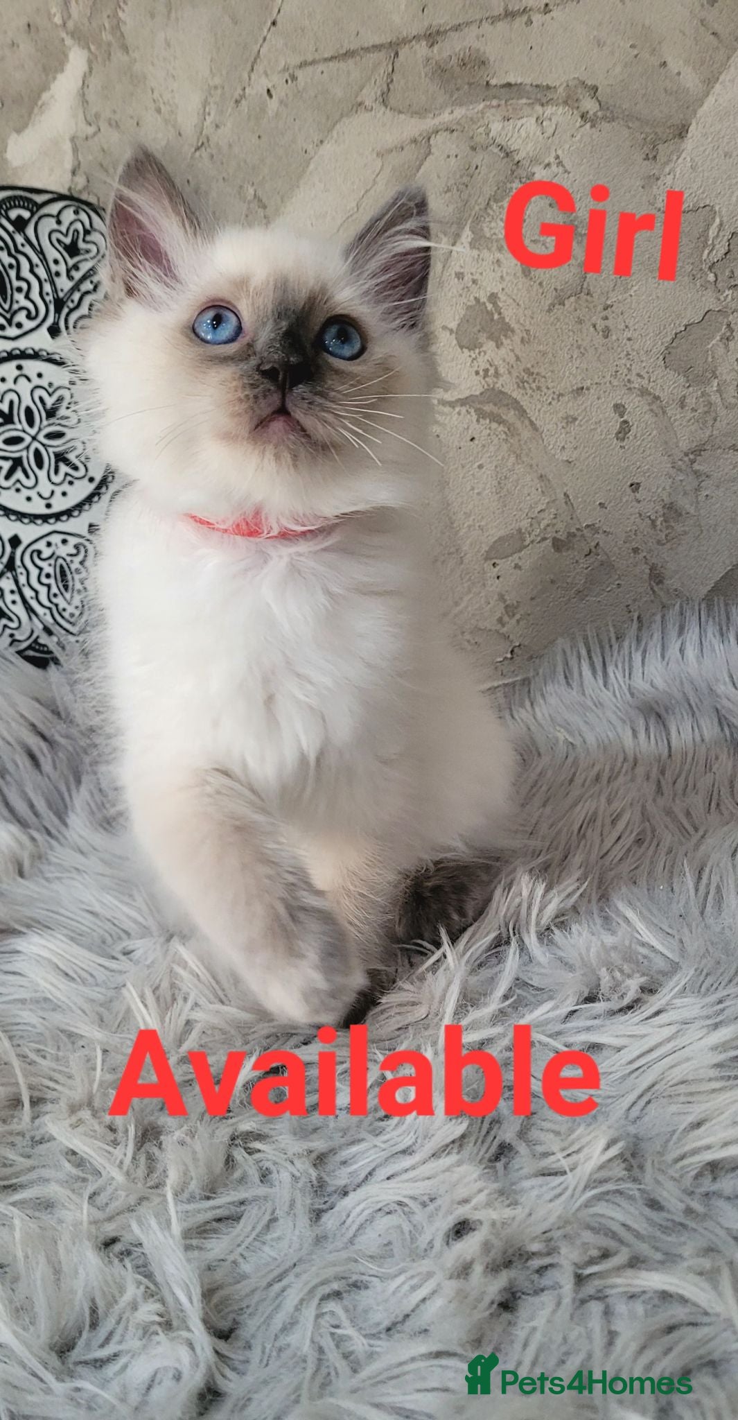 Ragdoll cats !! 1 GIRL AVAILABLE!! Beautiful Ragdoll Kittens  - Advert 13