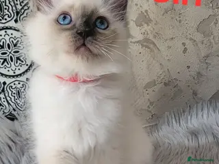 Ragdoll cats !! 1 GIRL AVAILABLE!! Beautiful Ragdoll Kittens - Advert 13