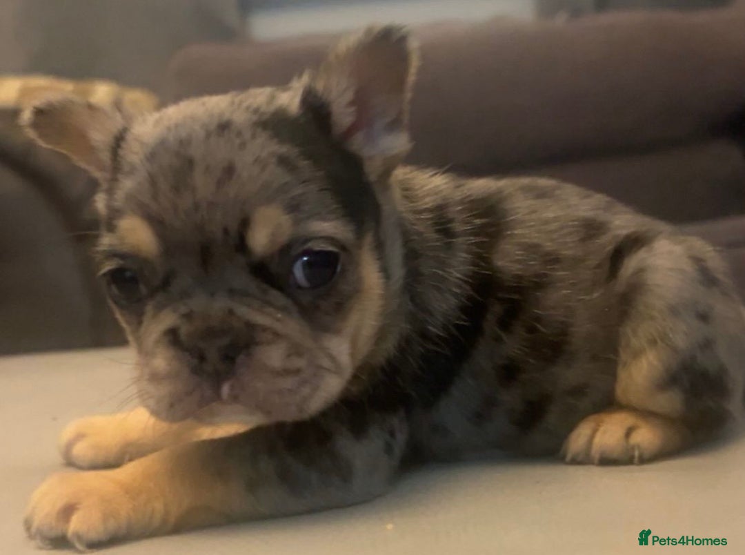 French Bulldog dogs for sale: French bulldogs reduced  ❤️  - Advert 9