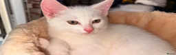 Domestic Shorthair cats for sale: Precious white cat for sale💕 - Advert 8