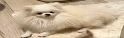 Pomeranian dogs for stud: our tiny 1.2kg white stud boy - Advert 1