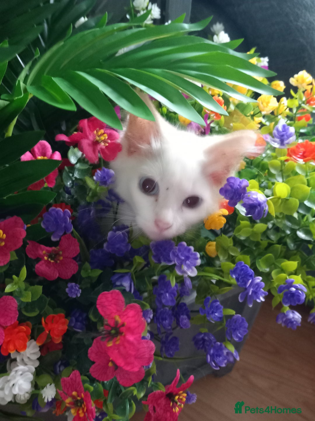 Ragdoll cats for sale: Flame point ragdoll - Image 2