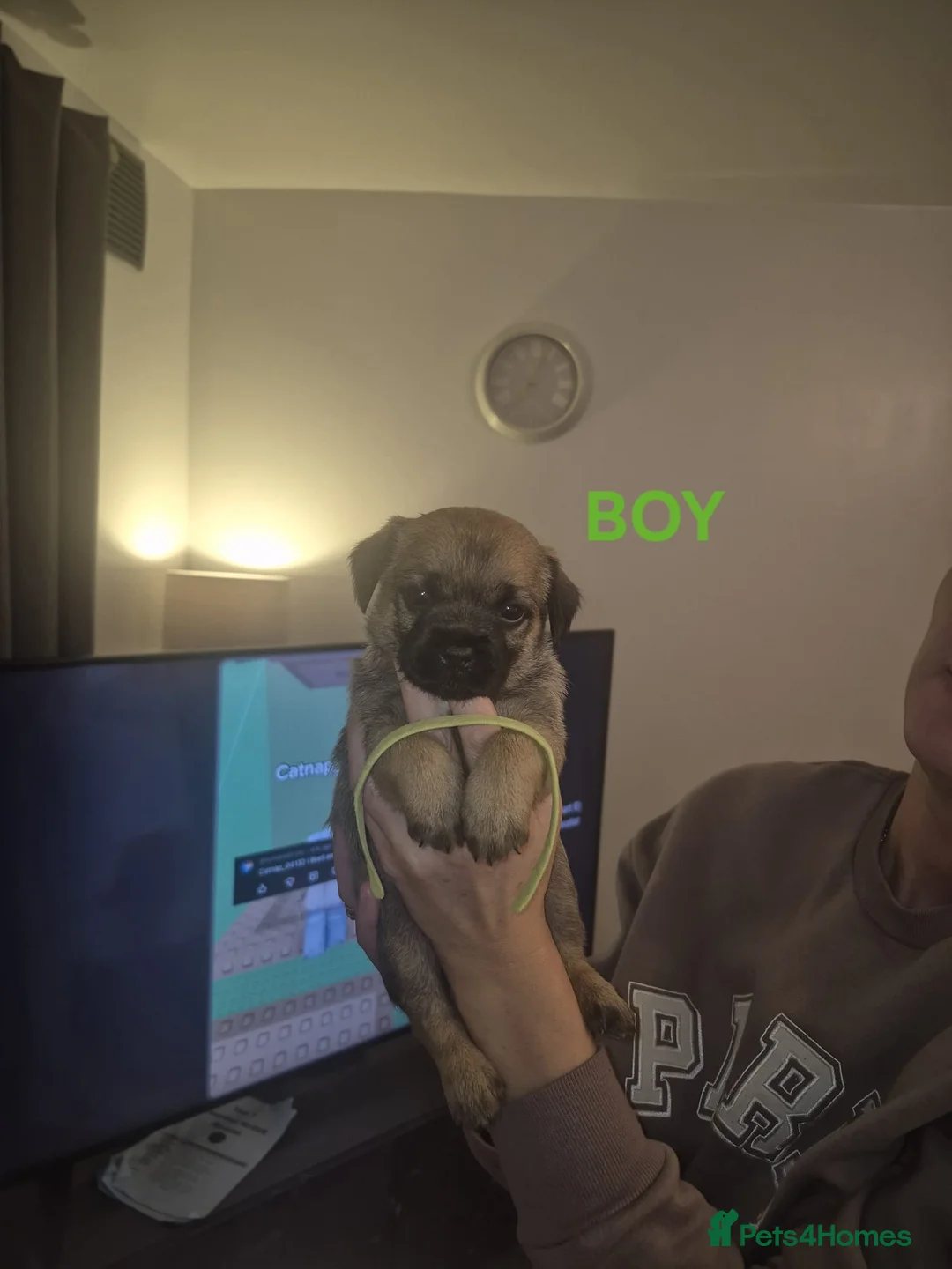 Border Terrier dogs for sale: Gorgeous Border Terrier puppies - Advert 8