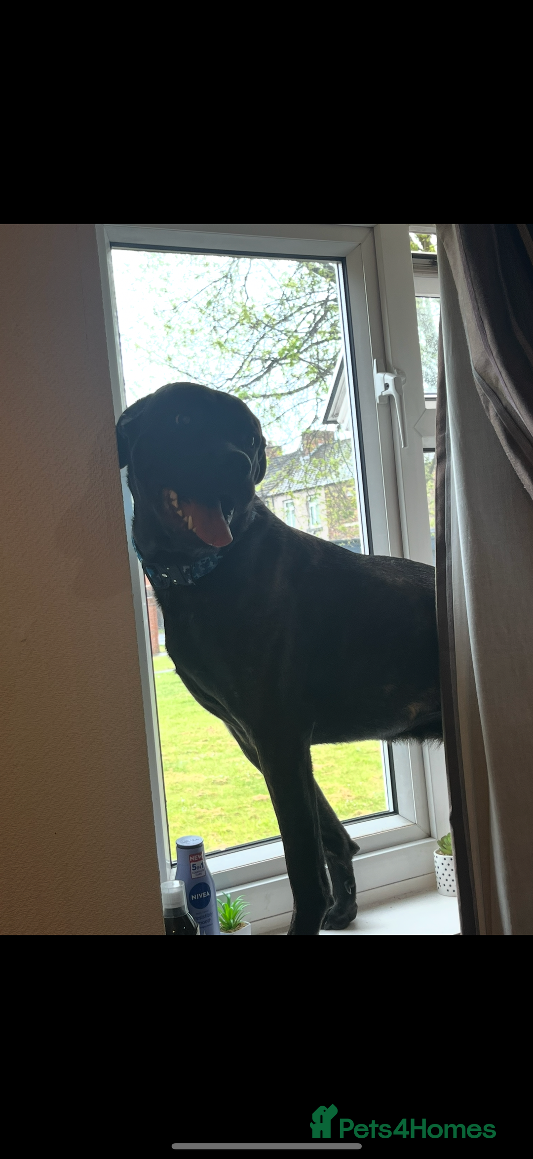 Mixed Breed dogs for sale: Meet chase - Image 2