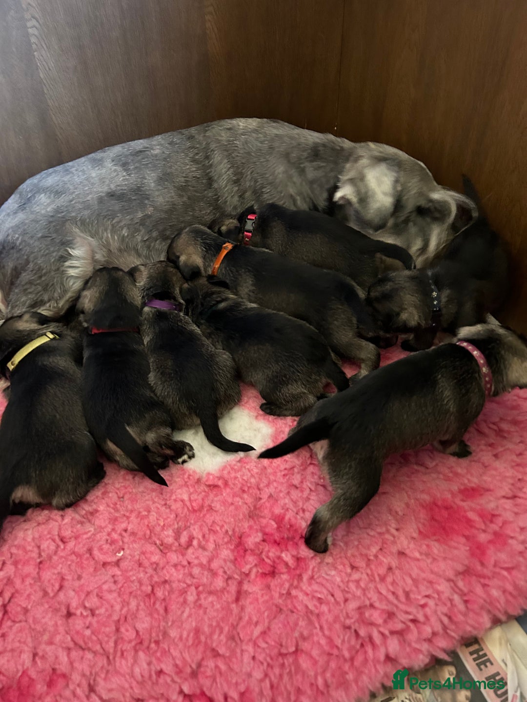 Schnauzer dogs for sale: Fully vaccinated, female standard schnauzer  - Image 2