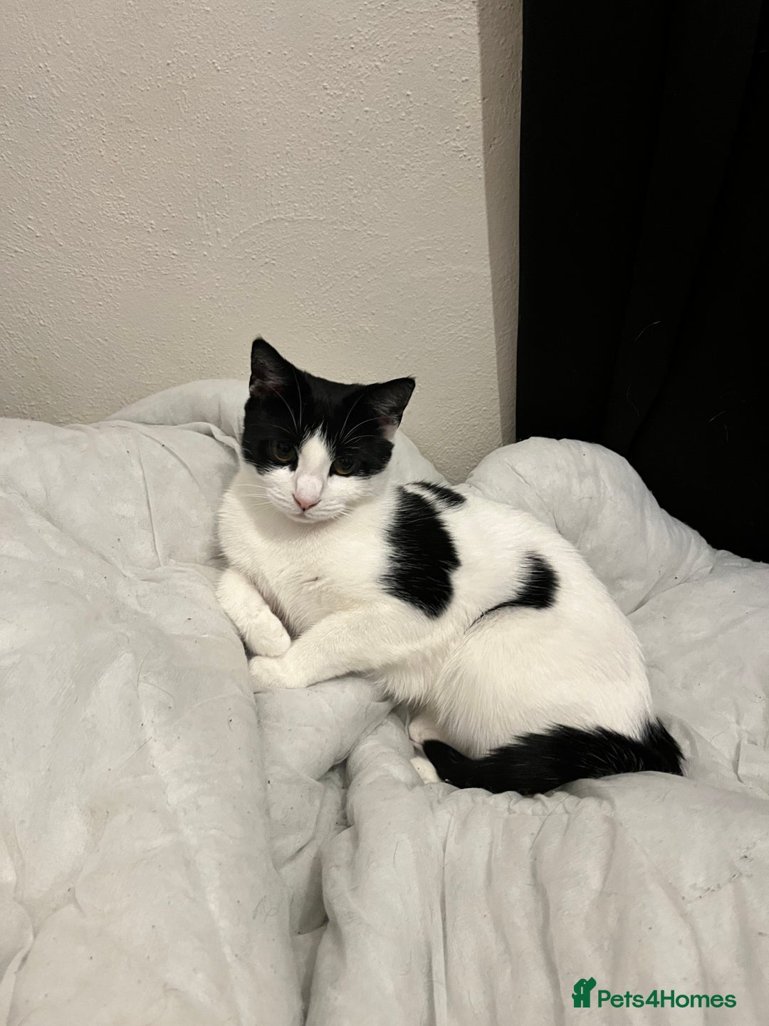 Mixed Breed cats for sale: Female cat for sale - Advert 3