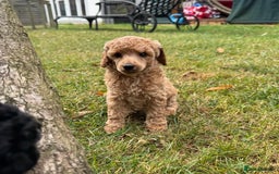 Miniature Poodle dogs for sale: DNA Health tested.Miniature KC Poodle Puppies - Image 16