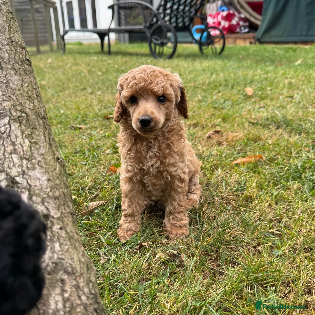 Miniature Poodle dogs for sale: DNA Health tested.Miniature KC Poodle Puppies - Image 16