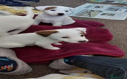 Parson Russell dogs for sale: Parson Russell Terrier Puppies for sale - Image 10