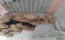 Cockapoo dogs for sale: F1b cockapoo  - Image 6